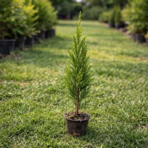 Chiparos Leylandii 40-60 cm pentru gard viu dens și decorativ