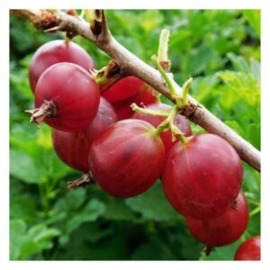 Agris rosu – arbust fructifer cu fructe rosii