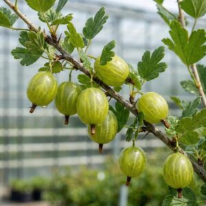 Agris verde – arbust fructifer cu fructe verzi