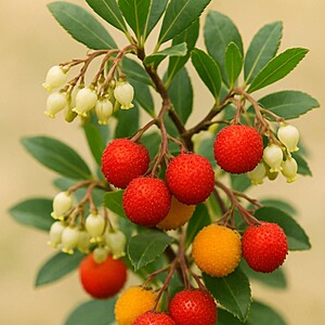 Arbore de căpșuni Arbutus unedo fructe roșii