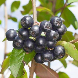 Aronia Nero – arbust fructifer cu fructe negre bogate in antioxidanti