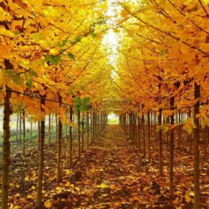 Arțar de câmp Acer campestre arbore ornamental pentru grădină