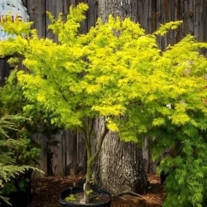 Acer palmatum arțar japonez ornamental cu frunziș decorativ