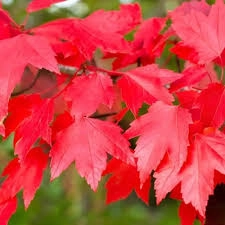 Arțar Roșu Acer rubrum arbore ornamental cu frunziș decorativ