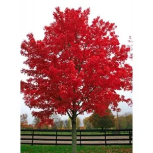 Arțar Roșu Acer rubrum arbore ornamental cu frunziș decorativ