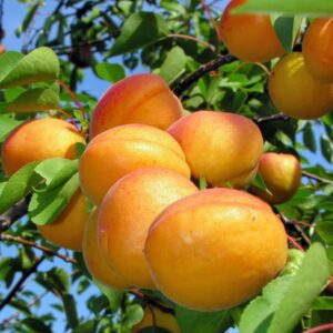 Cais Portici fructe mari si dulci