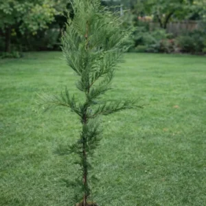 Chiparos Leylandii 40-60 cm pentru gard viu dens și decorativ