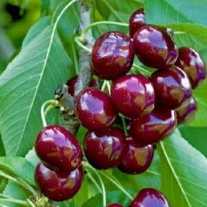 Cireș Durone Negru fructe coapte pe ramură