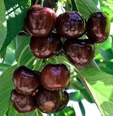 Cireș Durone Negru fructe coapte pe ramură