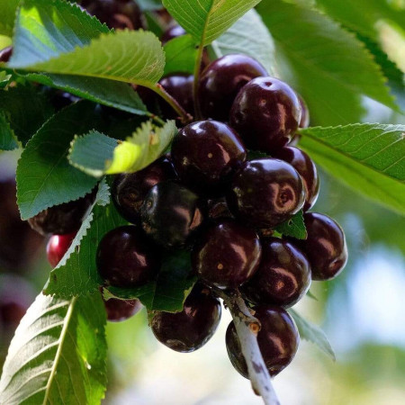 Cireș Kordia fructe negre pe ramură