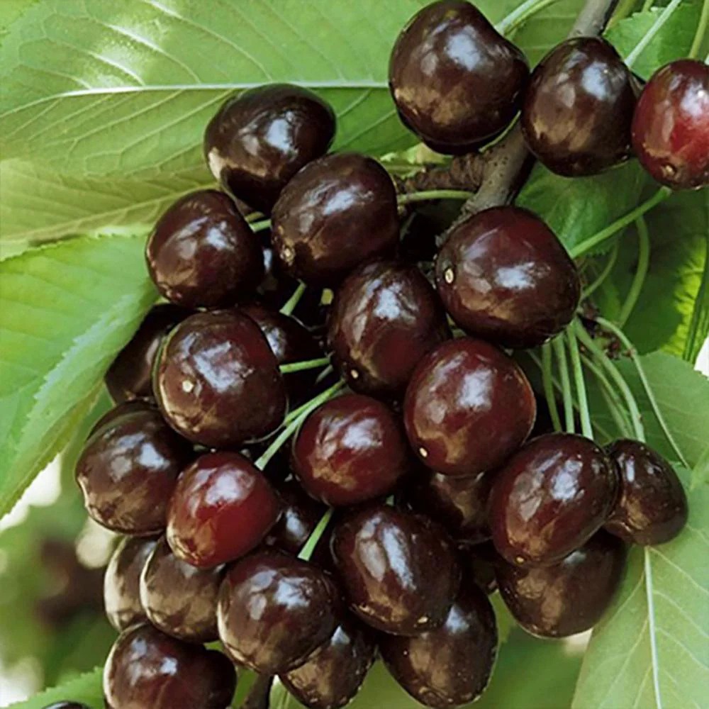 Cireș Kordia fructe negre pe ramură