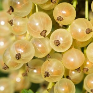 Coacaz alb – arbust fructifer cu fructe albe in ciorchini