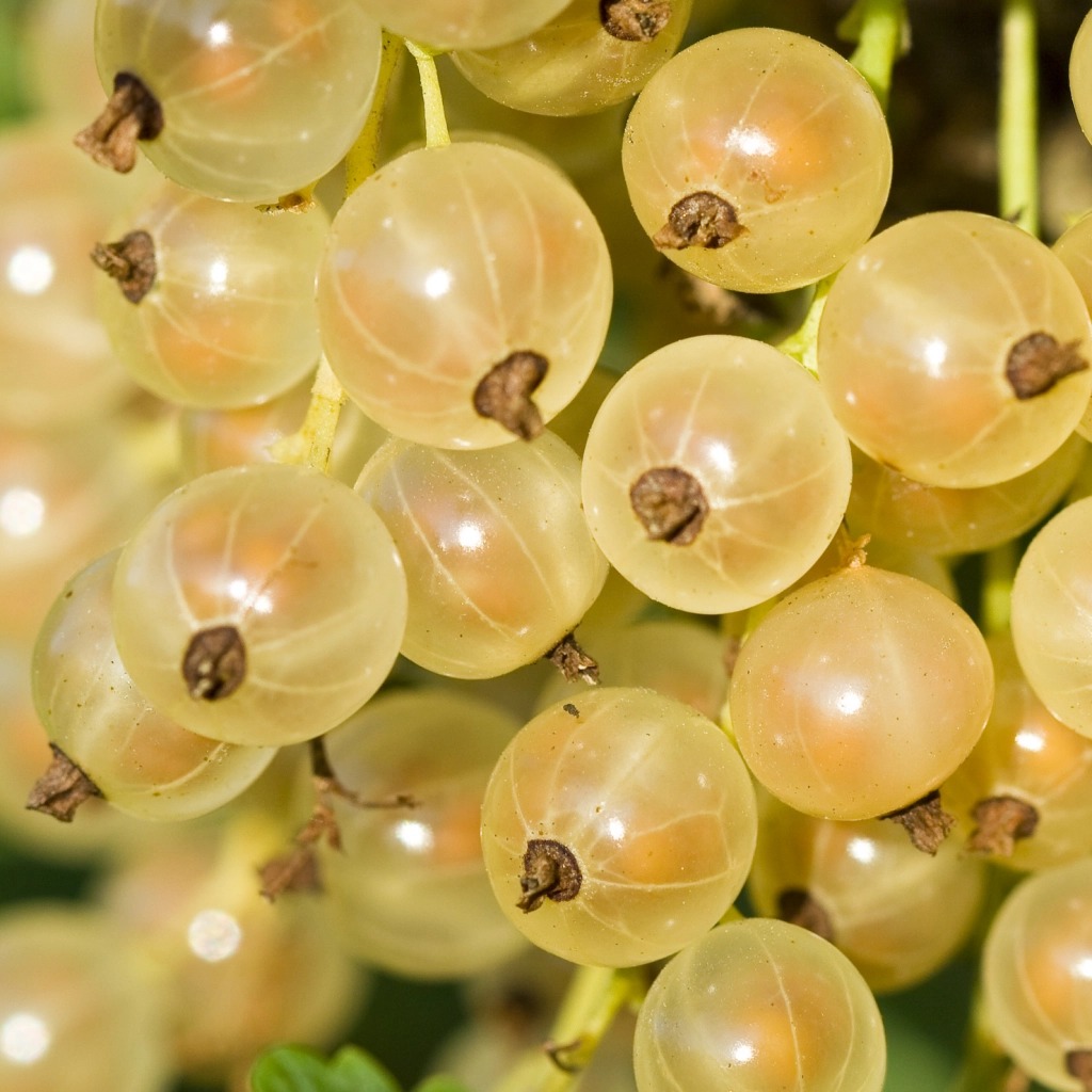 Coacaz alb – arbust fructifer cu fructe albe in ciorchini