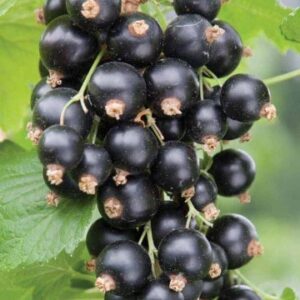 Coacaz negru – arbust fructifer cu fructe negre in ciorchini