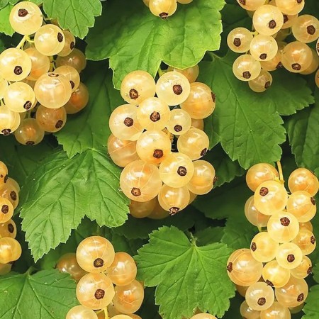 Coacaz alb – arbust fructifer cu fructe albe in ciorchini