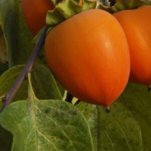 Kaki Mela pe rod – pom kaki cu fructe mari