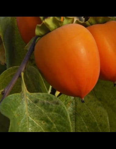 Kaki Mela pe rod – pom kaki cu fructe mari