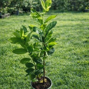 Laur englezesc Prunus Novita gard viu verde dens
