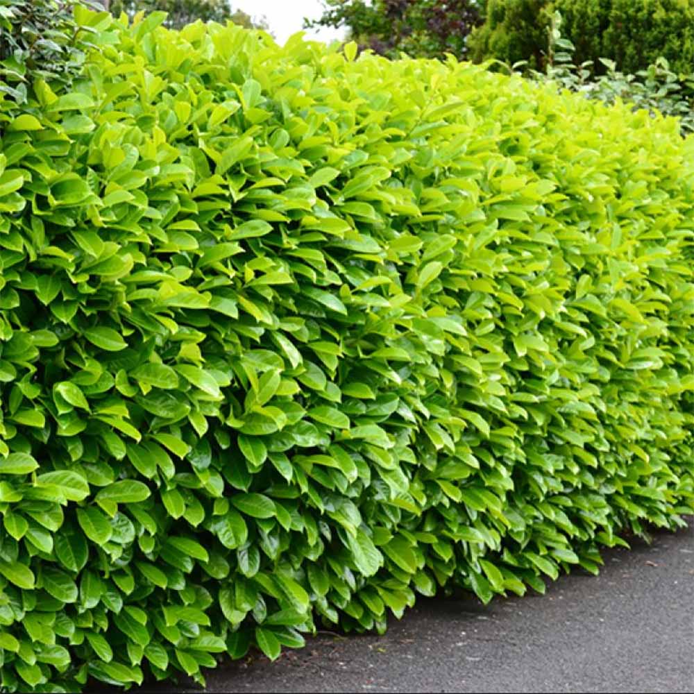 Laur Englezesc (Prunus Novita) Ghiveci 20-40 cm - imagine 2