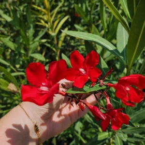 Leandru roșu Jannoch 20-30 cm la ghiveci, arbust ornamental pentru terasă și grădină