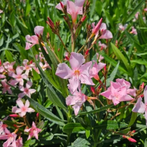 Leandru Parfumat Magaly Roz 15-25 cm în ghiveci, plantă ornamentală cu flori roz pentru terasă și grădină