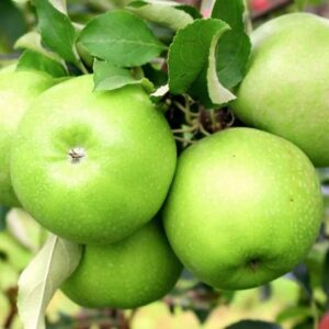mar granny smith pom fructifer radacina libera fruct verde crocant