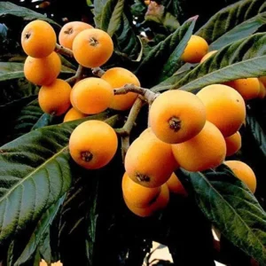 Mosmon japonez 70-90 cm în ghiveci 2L, arbust ornamental exotic pentru grădină
