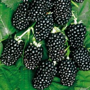 Mur Thornfree fără spini cu fructe coapte