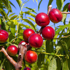 nectarin independence pom fructifer