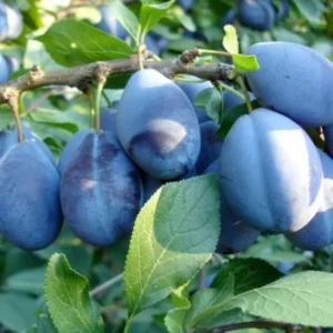prun stanley fructe mari prun stanley pom fructifer prune stanley coapte prun autofertil gradina
