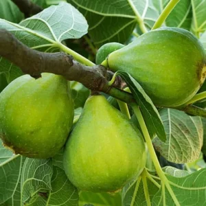 Smochin Verdino cu fructe verzi si pulpa roz, soi productiv si dulce