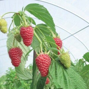 Zmeura Polka – arbust fructifer cu fructe rosii mari