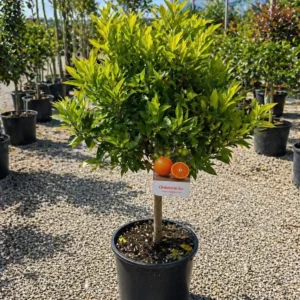 Clementin Isa la ghiveci 50-70 cm – citric dulce fara samburi pentru interior si terasa