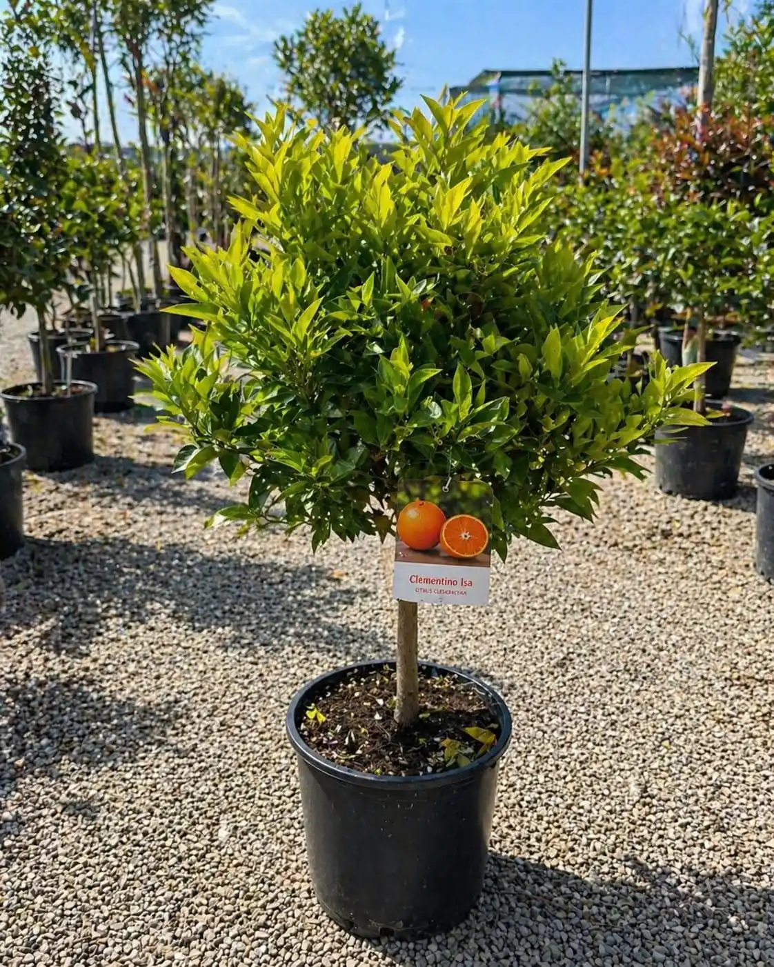 Clementin Isa la ghiveci 50-70 cm – citric dulce fara samburi pentru interior si terasa