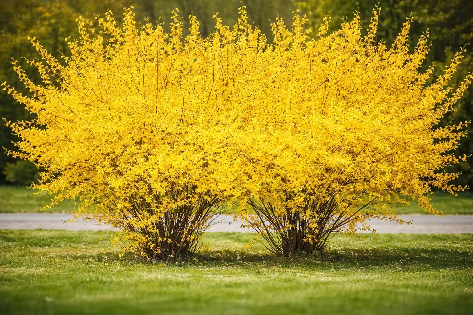 Forsythia ploaia de aur tufă galbenă înflorită primăvara