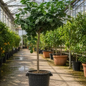 Grapefruit rosu la ghiveci 50-70 cm cu fructe mari si pulpa rosie