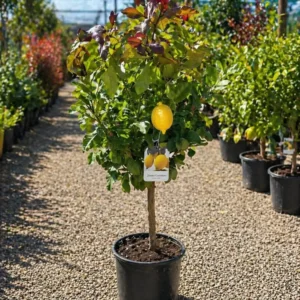 Lamai Carrubaro la ghiveci 60-80 cm – citric productiv cu lastari violet decorativi