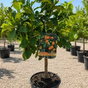Lamai Rossa di Rangpur la ghiveci 50-70 cm – citric exotic cu fructe portocalii