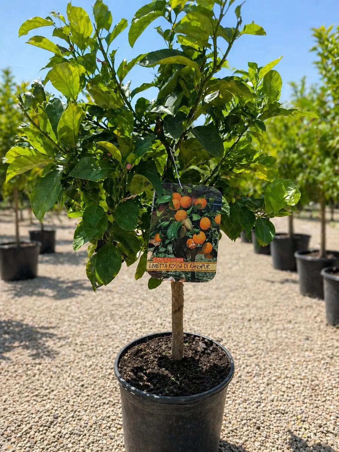Lamai Rossa di Rangpur la ghiveci 50-70 cm – citric exotic cu fructe portocalii