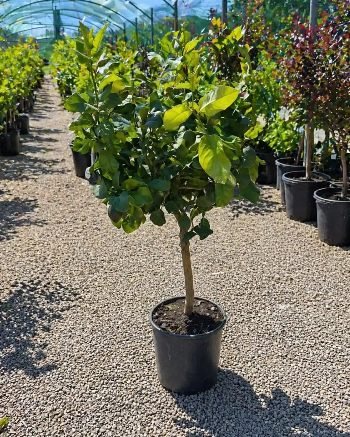 Lamai Rossa di Rangpur la ghiveci 50-70 cm – citric exotic cu fructe portocalii