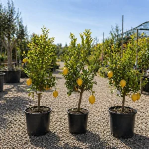 Lamai Zagara Bianca la ghiveci 60-80 cm – citric decorativ cu flori albe parfumate