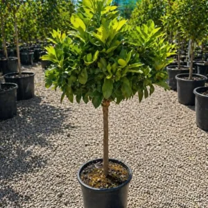 Portocal la ghiveci 50-70 cm – pom citric cu fructe dulci si frunzis decorativ