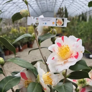 Camelia japonica alba inflorita in ghiveci cm 20-30 cm arbust ornamental exterior