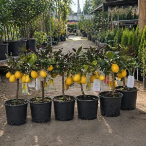 Lamai Meyer la ghiveci 50-70 cm – pom citric productiv cu fructe galben-portocalii