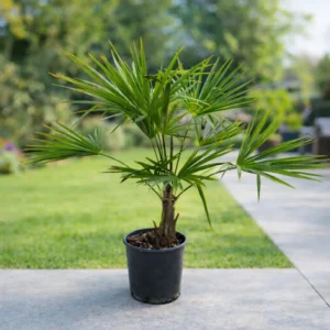 Palmier Morișcă Trachycarpus fortunei 60-90 cm în ghiveci de 26 cm, rezistent la frig până la -18°C
