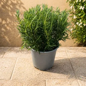 Rozmarin în ghiveci 20-30 cm plantă aromatică verde intens