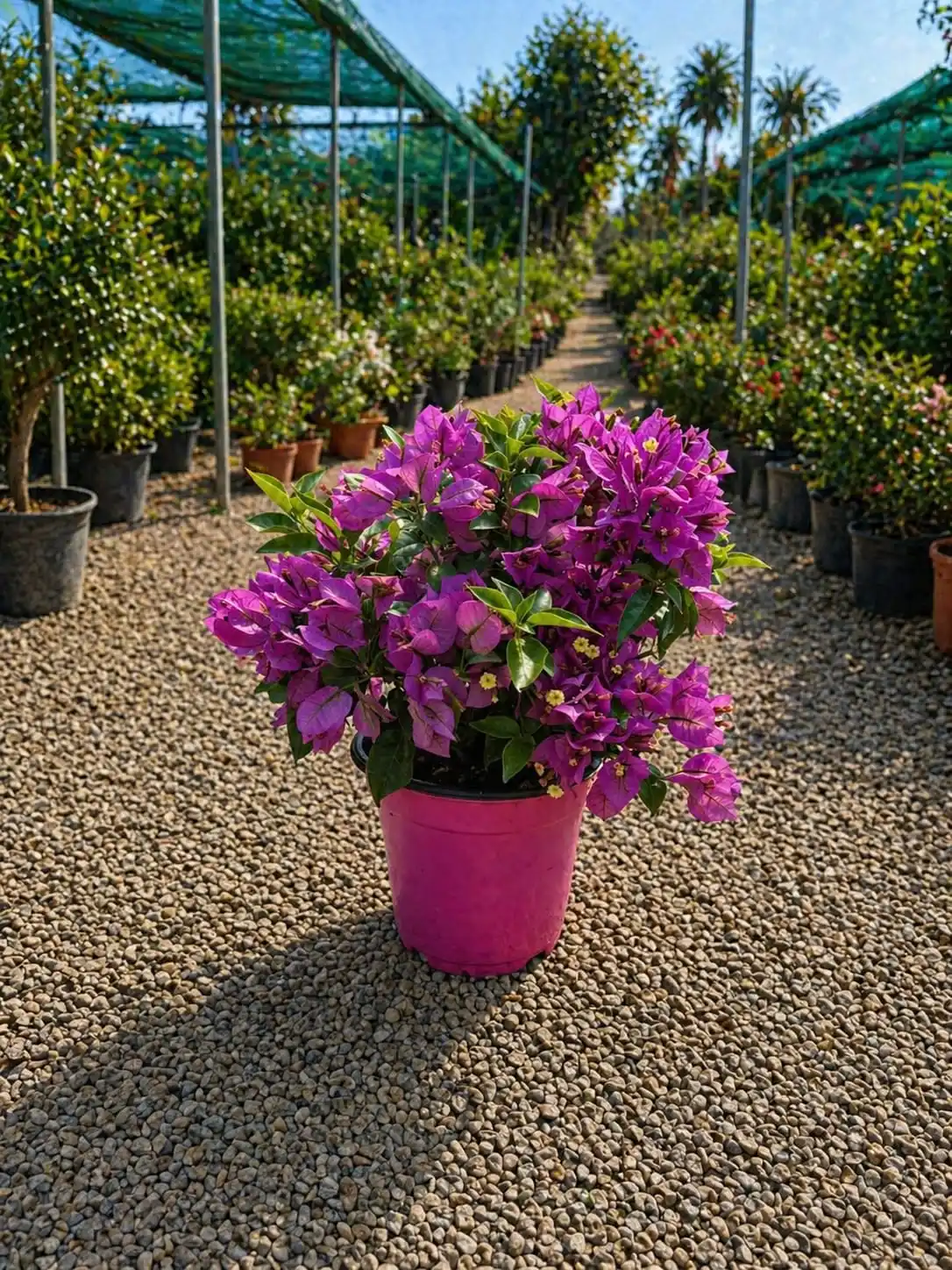Bougainvillea Glob ( Floarea de hârtie ) 20-30 cm ( Ghiveci ) - imagine 2