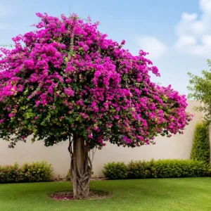 bougainvillea pomisor 50-60 cm floarea de hartie ghiveci planta exotica terasa balcon