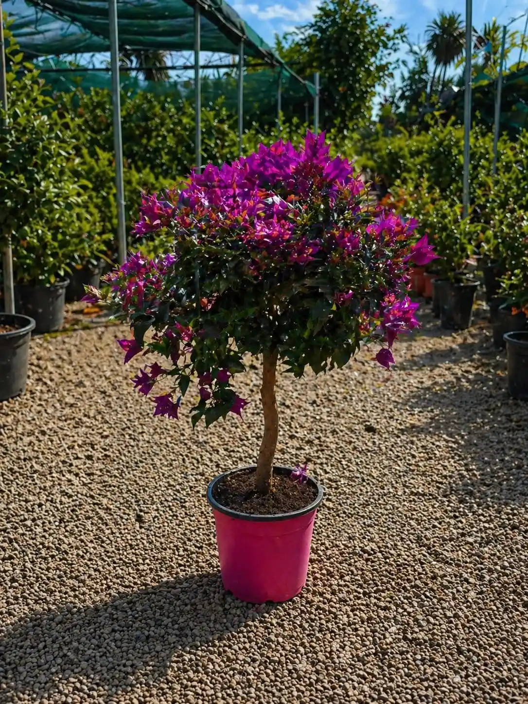 bougainvillea pomisor 50-60 cm floarea de hartie ghiveci planta exotica terasa balcon