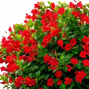 Dipladenia rosie la ghiveci 17 cm, planta decorativa 20-30 cm cu flori rosii pentru balcon si terasa